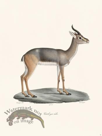 Cuvier 055 Male Gray Rhebok